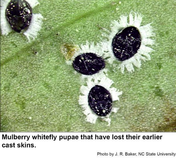 mulberry whitefly pupae